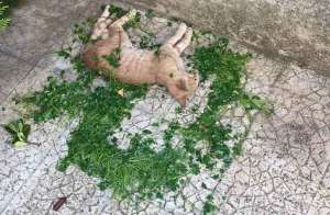 Aidaa, trovati 5 gatti morti in un condominio cosparsi di trifoglio