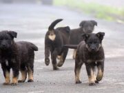 Molentargius, cuccioli uccisi: immagini choc dalle video-trappole Molentargius, cuccioli uccisi: immagini choc dalle video-trappole